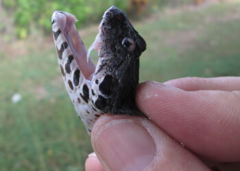 New technique focuses on genes that snakes use to produce venom