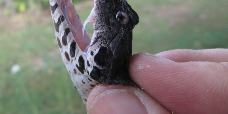 New technique focuses on genes that snakes use to produce venom