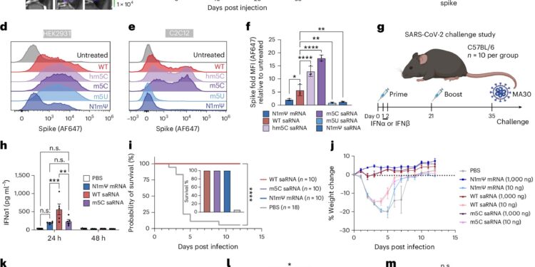 New type of RNA could improve vaccines and cancer treatments