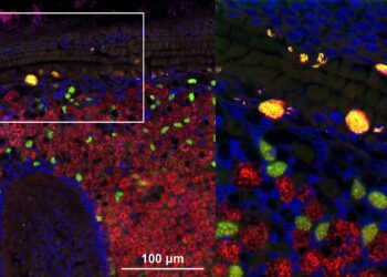Nuclear parasites in deep-sea mussels