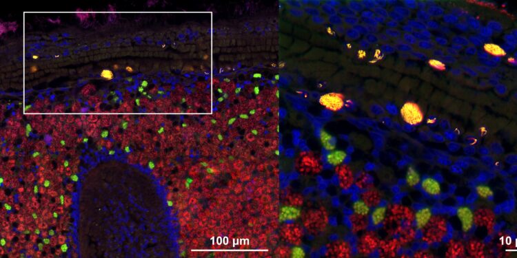 Nuclear parasites in deep-sea mussels