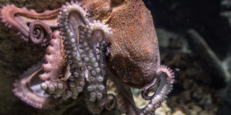 Octopuses work together with fish to hunt, and the way they share decisions is surprisingly complex
