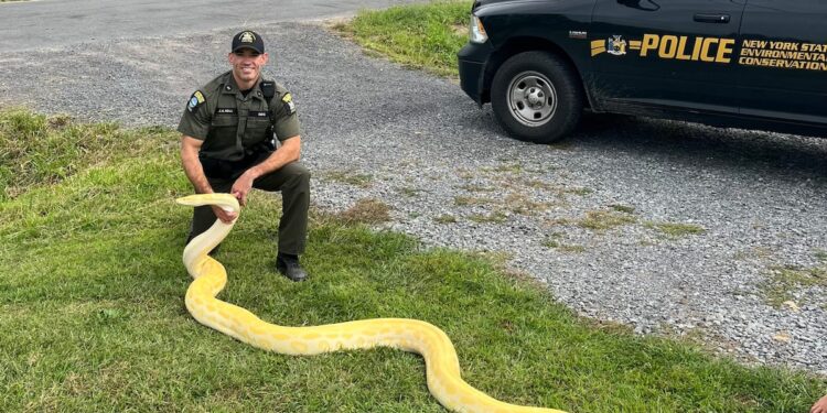 Over 13 feet long: Illegal python seized from New York residence