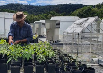 Ozone pollution reduces annual growth of tropical forests by 5.1%, study finds