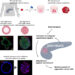 Pancreatic cancers change identity as they transform into aggressive types, organoid study reveals