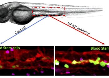 Pausing the biological clock could boost lab-grown blood stem cells