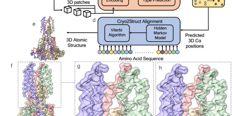 Paving the way for new treatments with a tool that builds 3D structures of protein complexes