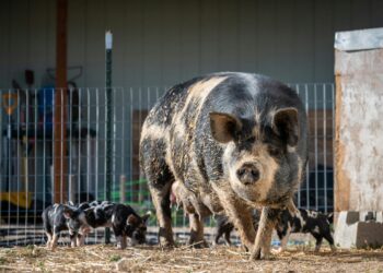 Pigs may be the route of transmission of hepatitis E from rats to humans