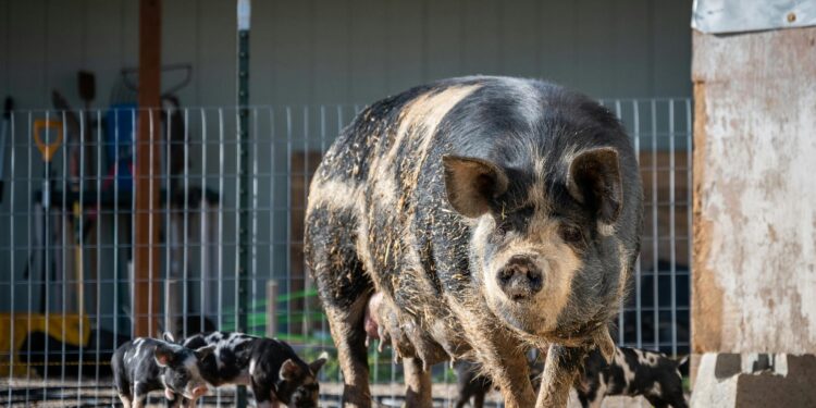 Pigs may be the route of transmission of hepatitis E from rats to humans