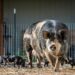 Pigs may be the route of transmission of hepatitis E from rats to humans