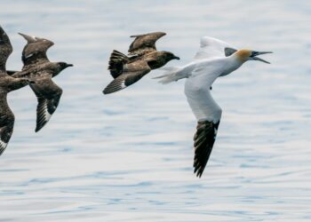 ‘Pirate birds’ force other seabirds to regurgitate fishy food. Their flying habits could spread deadly bird flu