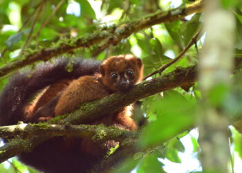Protecting just 0.7% of the world’s land could help save a third of unique and threatened species