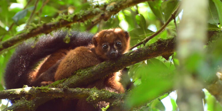 Protecting just 0.7% of the world’s land could help save a third of unique and threatened species