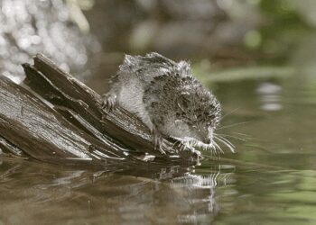Protein study reveals how tiny shrew achieves resting heart rate of 1,020 beats per minute