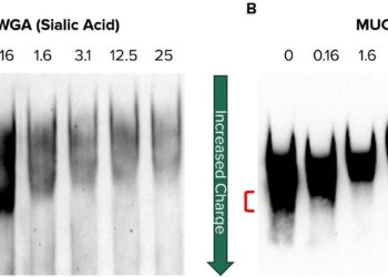 Reduced sialylation of mucin impairs mucus transport in the lungs, study finds