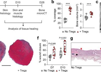 Regulatory T cells enhance tissue healing in a mouse model