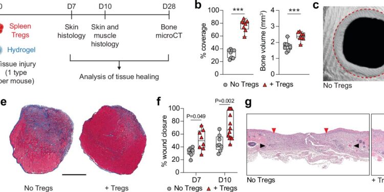 Regulatory T cells enhance tissue healing in a mouse model