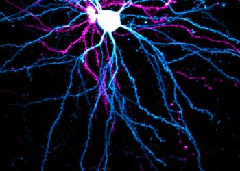 Research suggests that neurons protect and preserve certain information through a dedicated area of ​​stable synapses