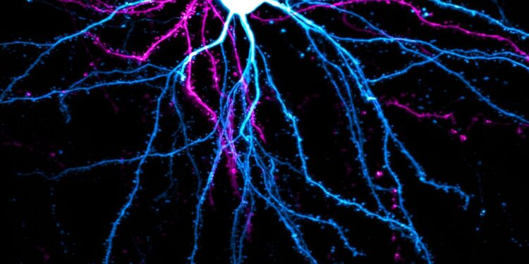 Research suggests that neurons protect and preserve certain information through a dedicated area of stable synapses