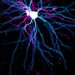 Research suggests that neurons protect and preserve certain information through a dedicated area of stable synapses
