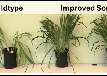 Research team designs efficient bioenergy crops that require less water to grow