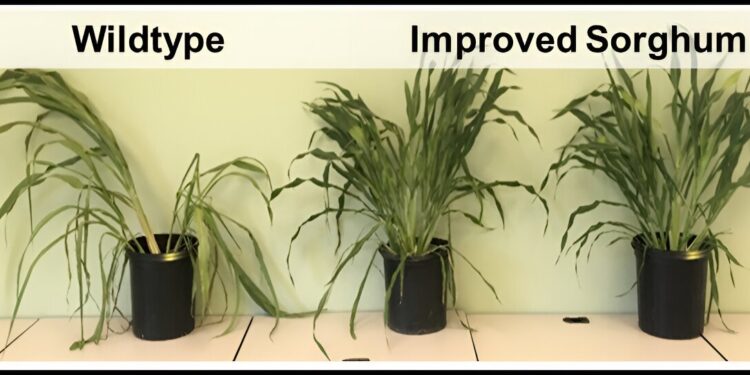 Research team designs efficient bioenergy crops that require less water to grow