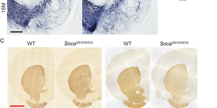 Researchers Create Mouse Model to Mimic Parkinson’s Disease
