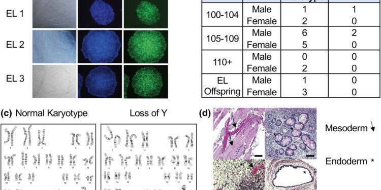 Researchers Create World’s Largest Stem Cell Bank Focused on Centenarians
