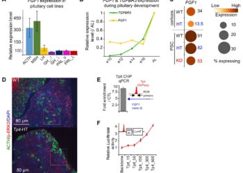 Researchers Discover Intercellular Communication Mechanism Behind Hormonal Balance