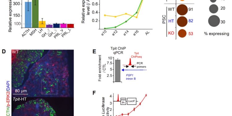 Researchers Discover Intercellular Communication Mechanism Behind Hormonal Balance