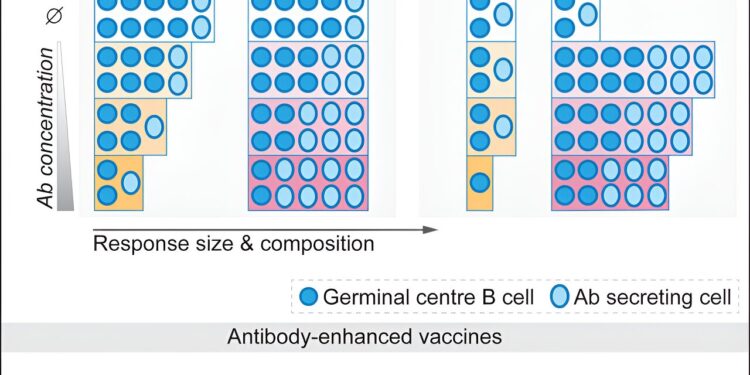 Researchers ‘boost’ vaccine delivery by stimulating ‘bystander’ immune cells in animal models