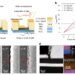 Researchers develop scalable approach to integrating ultrafast 2D flash memories