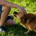 Researchers find pet owners don’t have better mental health
