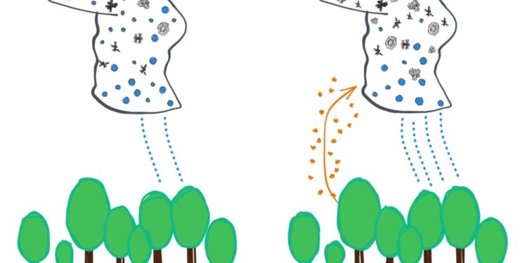 Researchers have found that pollen influences cloud formation and precipitation