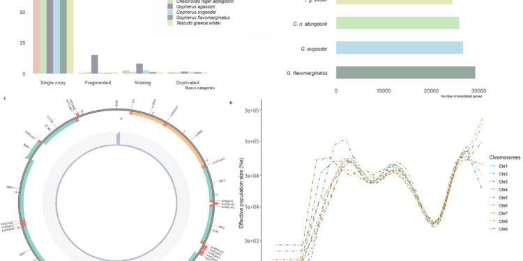 Researchers sequence genome of pointed-thighed turtle