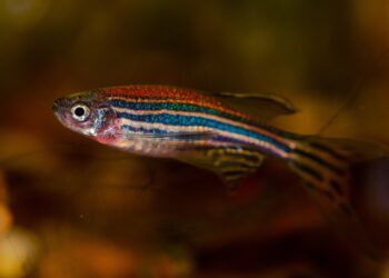 Respiratory biology study reveals zebrafish use taste buds to gauge oxygen levels in water