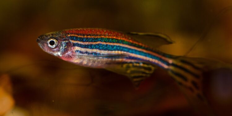 Respiratory biology study reveals zebrafish use taste buds to gauge oxygen levels in water