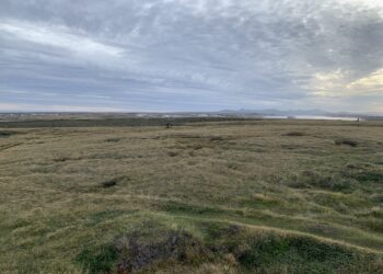 Rugged Falklands landscapes were once lush rainforest, researchers say