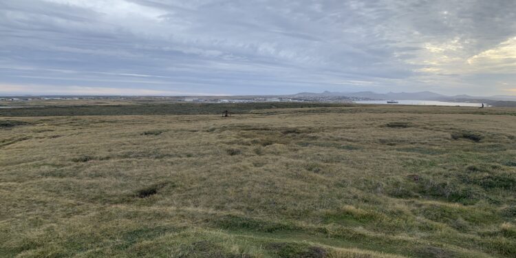 Rugged Falklands landscapes were once lush rainforest, researchers say