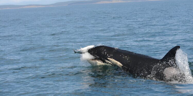 Scientists Discover Key Clues About the Cuisine of Resident Killer Whale Populations