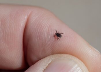 Scientists Discover New Orthonairovirus in Man Bitten by Tick in China