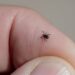 Scientists Discover New Orthonairovirus in Man Bitten by Tick in China