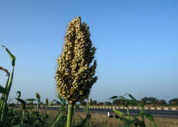 Scientists Discover Non-Stomatal Control of Water Loss in Critical Crops