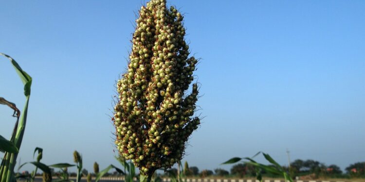 Scientists Discover Non-Stomatal Control of Water Loss in Critical Crops