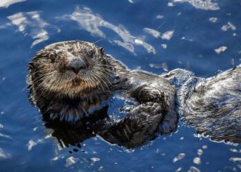 Scientists Find Crude Oil Destroys Sea Otters’ Buoyancy
