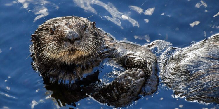 Scientists Find Crude Oil Destroys Sea Otters’ Buoyancy