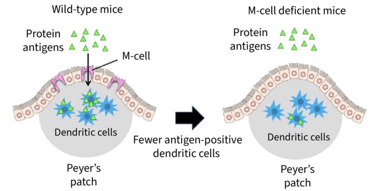 Scientists Find Proteins in Meat, Milk and Other Foods Suppress Intestinal Tumors