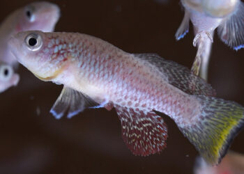 Scientists discover essential component that helps killifish regenerate their fins