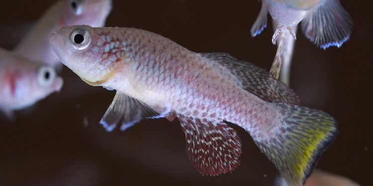 Scientists discover essential component that helps killifish regenerate their fins