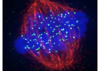 Scientists discover mechanism that preserves centromere during cell division